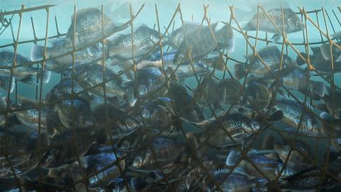 Lots of fish in the net